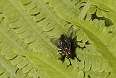 Mouche à viande posée sur une fronde de fougère