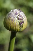 Bouton d'ail en gros plan