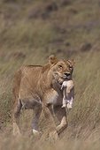 Lionne portant un lionceau dans sa gueule Kenya