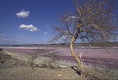 Lac Magadi dans la vallée du Rift et arbre mort Kenya ; Lac de "soude" ou carbonate de sodium. Formation cristalline en rose. Gregory Rift