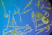 Ceratium phytoplankton