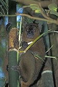 Hapalémur à nez large mangeant Ranomafano PN Magagascar ; Il déchiquette le tronc du bambou près de sa base pour en prélever la pulpe. Ce comportement alimentaire, qui condamne la totalité d'un bambou pour un petit prélèvement, devient problématique en raison de la diminution de l'habitat, et donc des ressources alimentaires de l'espèce.
