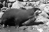 Accouplement d'Otarie à fourrure subantarctique ; Ile Amsterdam