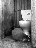 Otarie à fourrure subantarctique dormant dans les WC ; Ile Amsterdam