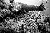 Otarie à fourrure subantarctique sous l'eau Ile d'Amsterdam