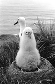Jeune Albatros à nez jaune au nid Ile d'Amsterdam