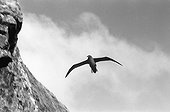 Albatros brun en vol Ile d'Amsterdam
