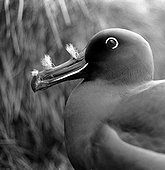 Portrait d'Albatros brun Ile d'Amsterdam