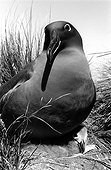 Albatros brun et son poussin Ile d'Amsterdam