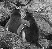 Two Southern Rockhopper Penguins arm in arm Île Amsterdam