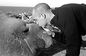 Eléphant de mer du Sud et photographe Ile d'Amsterdam