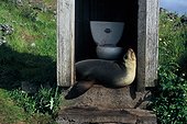 Otarie à fourrurre subantarctique dans des WC Amsterdam