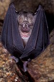 Grand Rhinolophe suspendu dans une grotte France