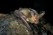 Brown big-eared bat (Plecotus auritus) on rock, France