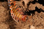 Giant Scolopendra of Mayotte