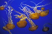 Méduses "Ortie de mer" dans l'aquarium de Monterey CA USA