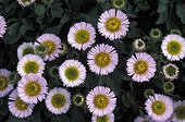 Vergerette en fleur