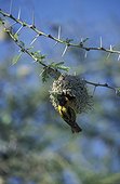Tisserin intermédiaire tissant son nid Masaï Mara Kenya