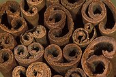 Ecorce du cannelier s'enroulant sur elle-même en séchant ; Exposition : "L'Art du végétal : un festival de formes et de couleurs"