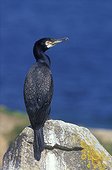 Grand cormoran posé Iles Saltee Irlande