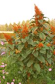 Amarante "Hot Biscuit" au Potager de Valmer France en août