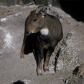 Goral à queue courte Est-Himalaya Sikkin Inde