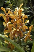 Orchidée tropicale en fleur Guadeloupe