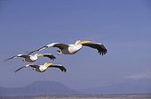 Groupe de Pélicans blancs en vol Kenya