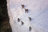 Group of young chamois in the snow Alps France