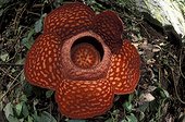 Fleur de Rafflésia Sumatra Indonésie
