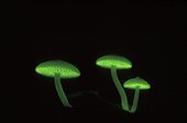 Fungus group glowing at night, Tanjung Puting National Park, Borneo, Indonesia