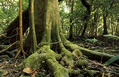 Racines en sous-bois d'une forêt tropicale Java ; Parc National Ujung Kulon
