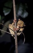 Femelle Tarsier de Horsfield et jeune sur le ventre Sumatra ; Sud Sumatra