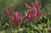 Trèfle des Alpes en fleur Pyrénées France