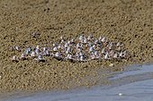 Crabes soldats Queensland Australie ; Ces crabes sortent du sable à marée basse pour filtrer le sable afin d'y trouver des nutriments. Quand la mer remonte, ils s'enterrent dans le sable.