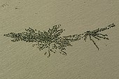 Boules de sable laissées par des Crabes mangeant ; Cape York. Ces crabes sortent du sable à marée basse pour filtrer le sable afin d'y trouver des nutriments. Quand la mer remonte, ils s'enterrent dans le sable.