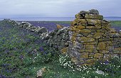 Vieux mur sur l'île de Great Saltee Wexford Irlande