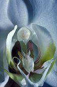 Malaysian orchid mantis (hymenopus coronatus) on a white flower, Southeast Asia
