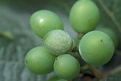 Oïdium de la Vigne observable sur un grain de raisin France
