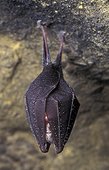 Petit rhinolophe suspendu dans une grotte France