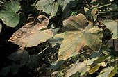 Oïdium sur  feuilles de concombre France