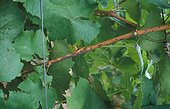 Oïdium de la Vigne sur tige France