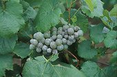 Pourriture grise et Oïdium sur grappe de raisin dans vigne