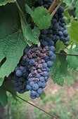 Pourriture grise et Oïdium de la Vigne sur grappe France