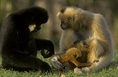 Couple de Gibbon noir et jeune France