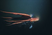 Pieuvre géante et plongeur Colombie Britannique Canada