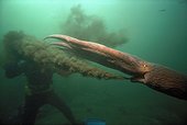 Giant Pacific Octopus spraying ink British Columbia Canada