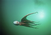 Pieuvre géante nageant Colombie Britannique