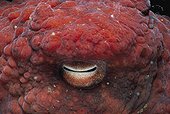 Oeil d'une Pieuvre géante Colombie Britannique