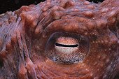 Oeil d'une Pieuvre géante Colombie Britannique